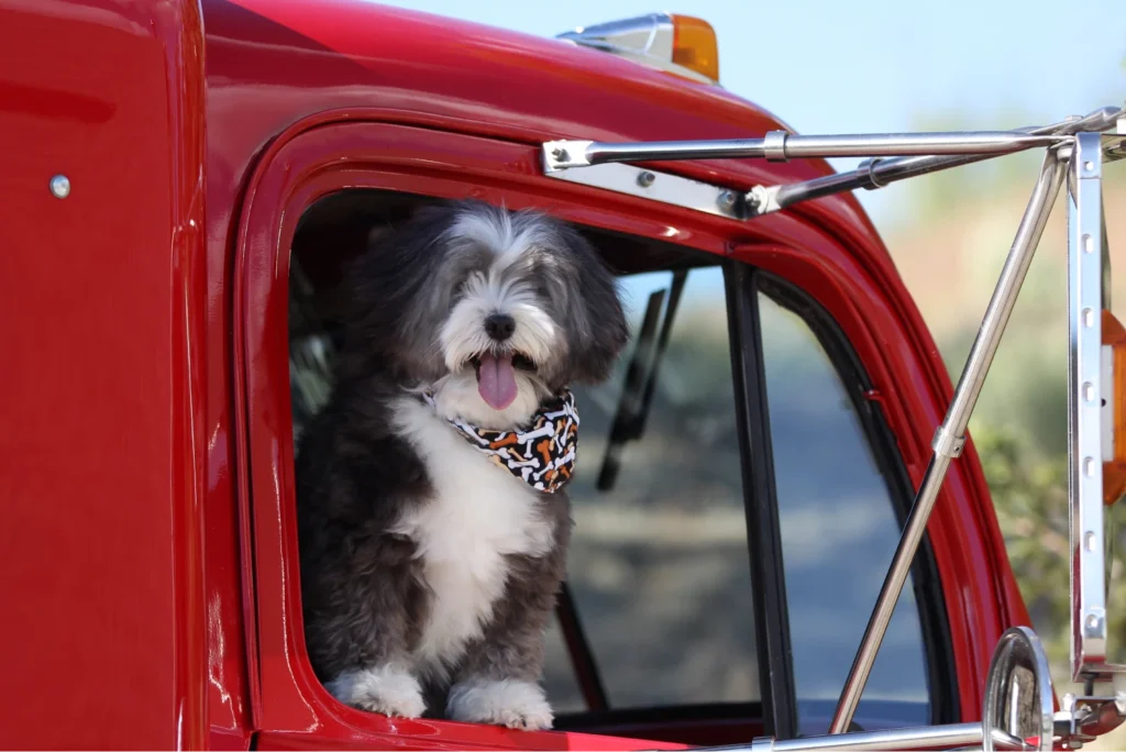 pet seat cover for trucks