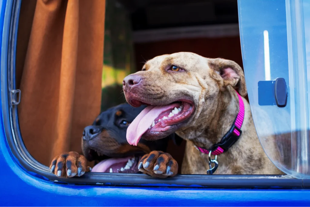 pet seat cover for trucks