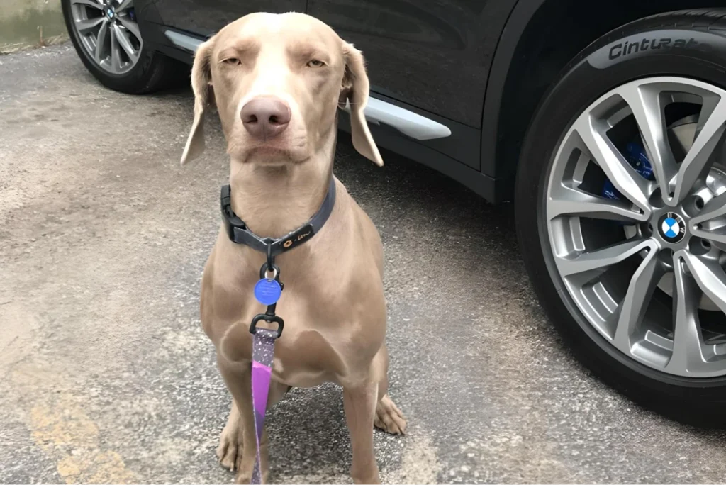 bmw x3 dog seat cover