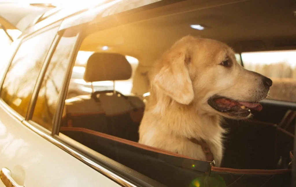 ram 1500 dog seat cover