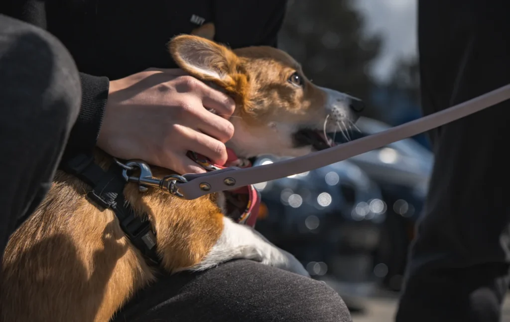 Corgi Car Seat