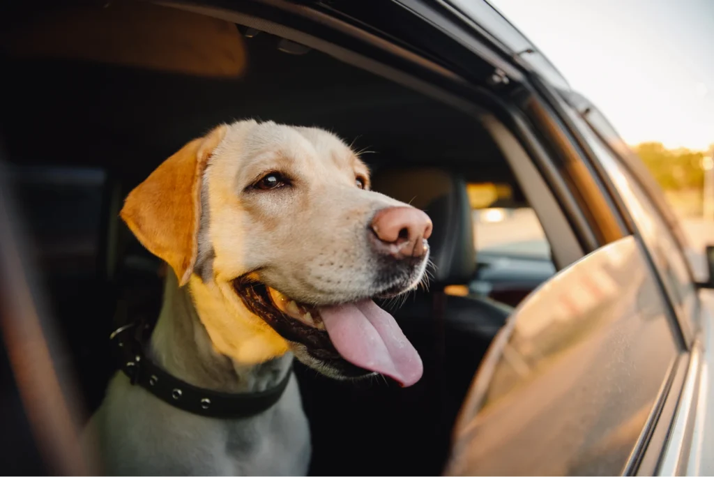 jeep gladiator dog seat covers