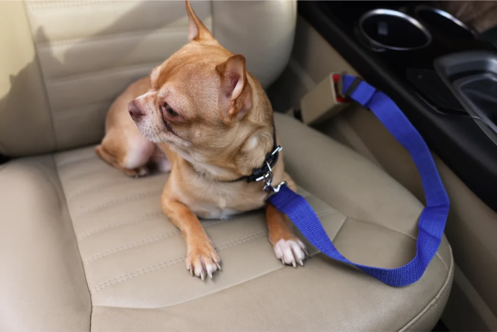 pet carpool seat