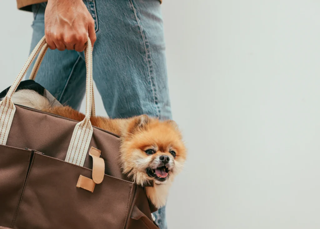 small dog car seat carrier