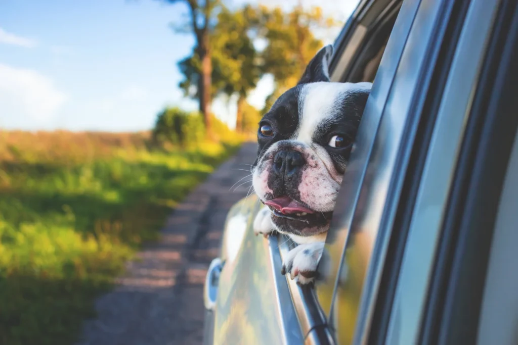 how to link seat belt through dog carrier