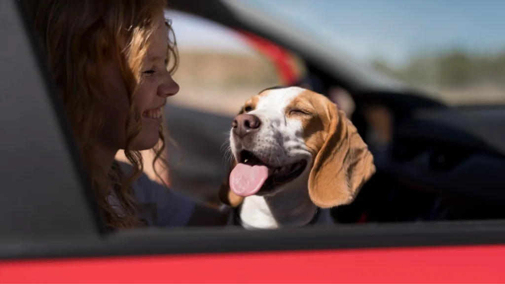 pet carpool seat