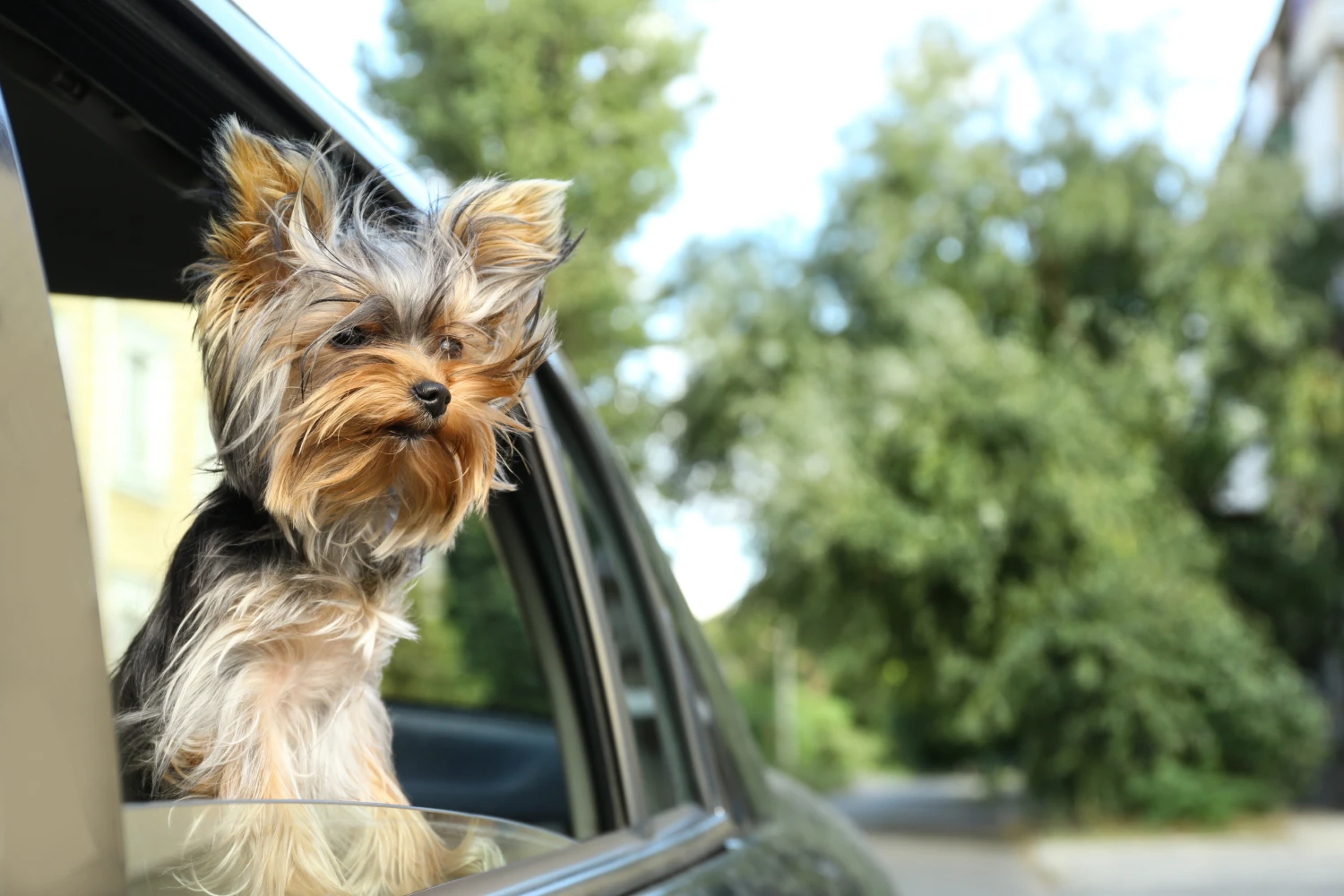 Nissan Frontier Dog Safety Belt for Yorkshire Terriers