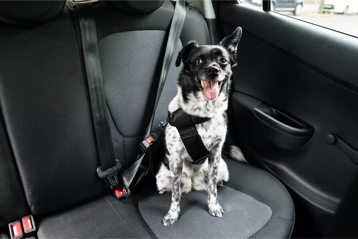 Ford Explorer Dog Safety Belt for Cane Corso