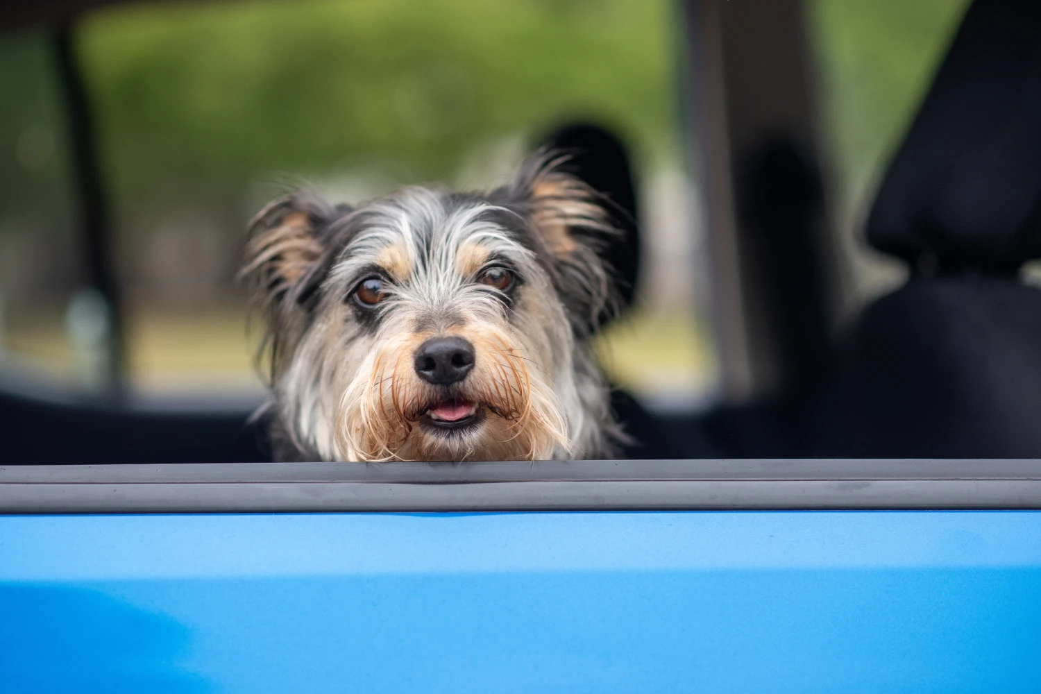 Chevrolet Tahoe Dog Safety Belt for Standard Schnauzers