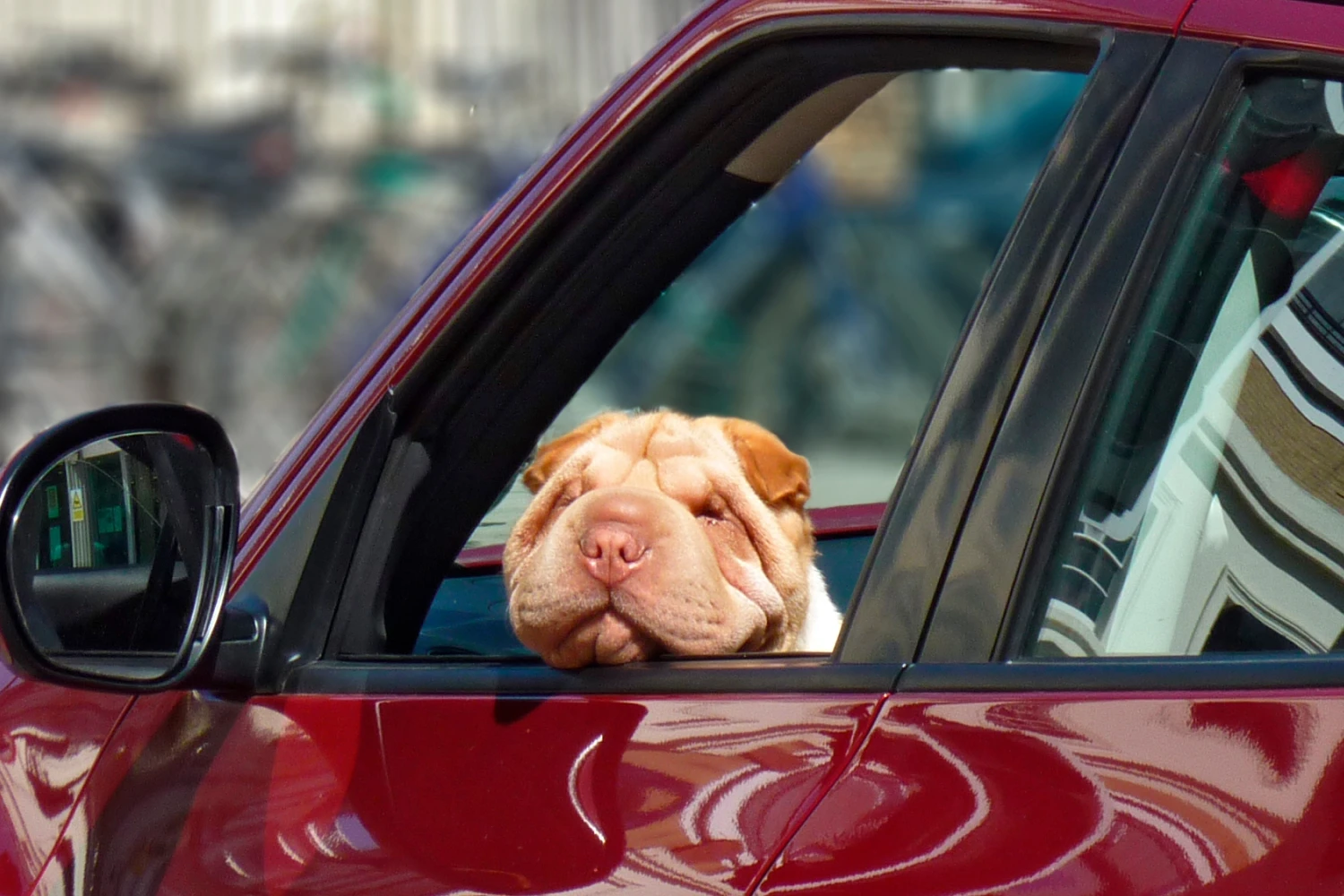 Tesla Model Y Dog Car Seat Belt for Chinese Shar-Pei