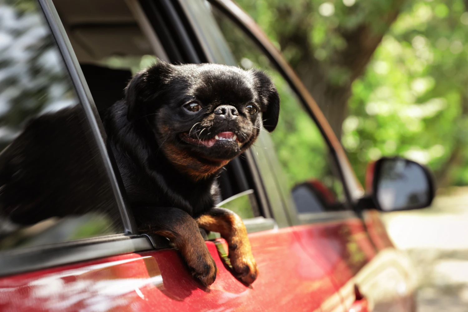 BMW 3 Series Dog Car Seat for Brussels Griffons