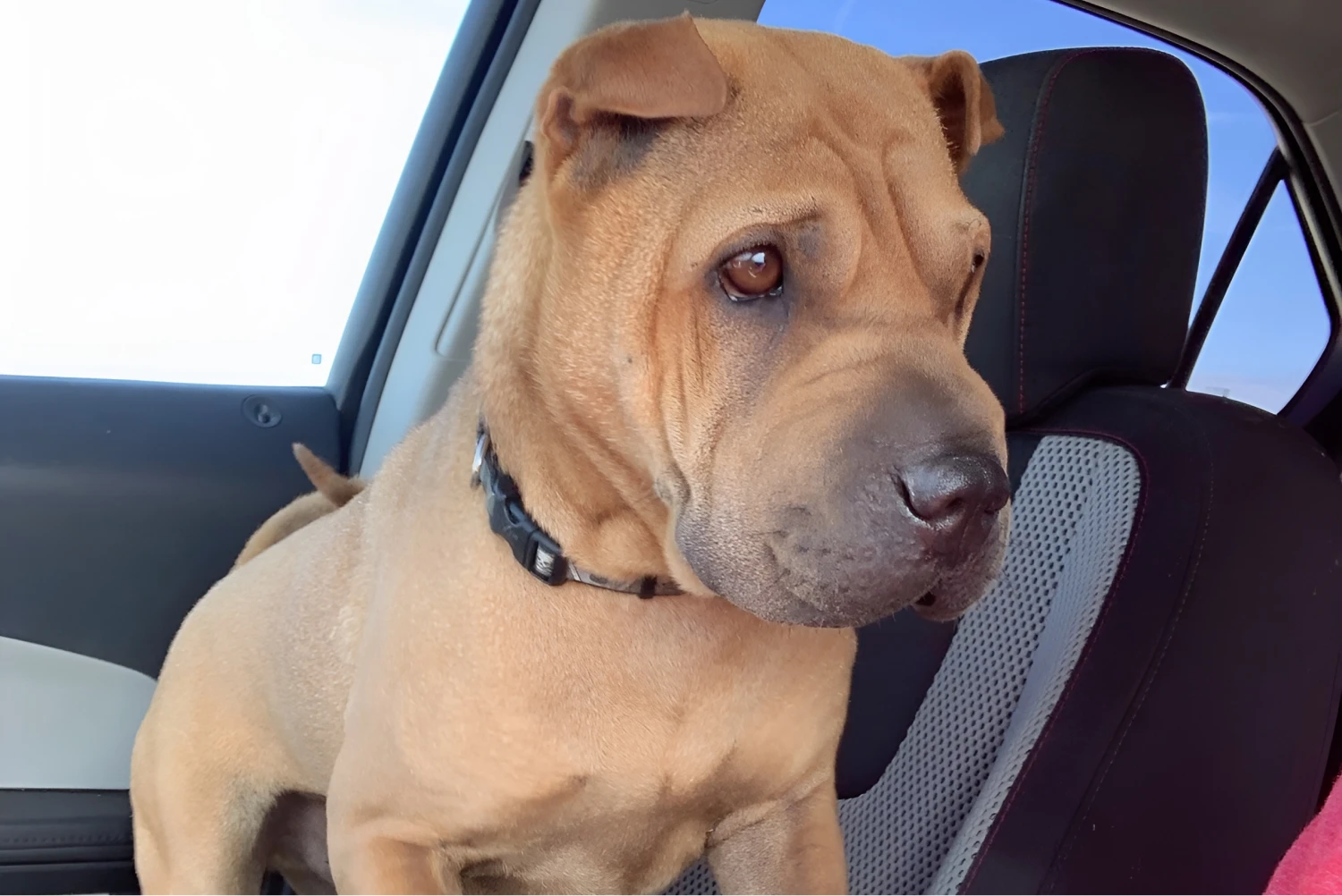 Chevrolet Traverse Dog Car Seat for Shar-Pei