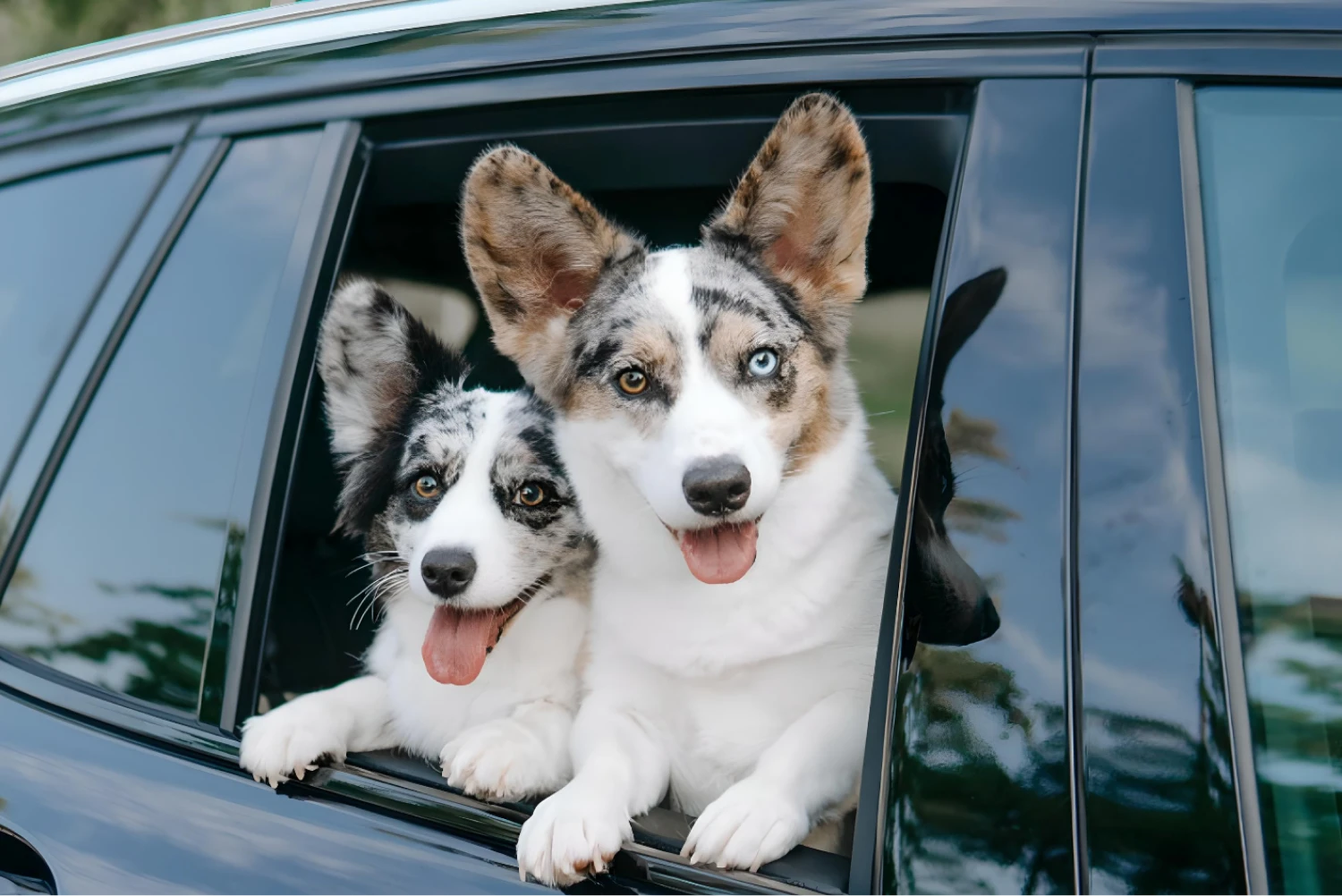 Buick Encore Dog Car Seat for Cardigan Welsh Corgis