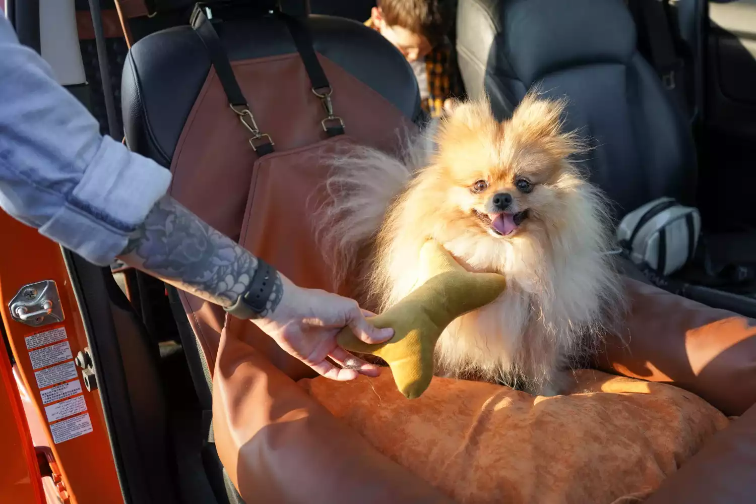 BMW 3 Series Dog Car Seat for Brussels Griffons