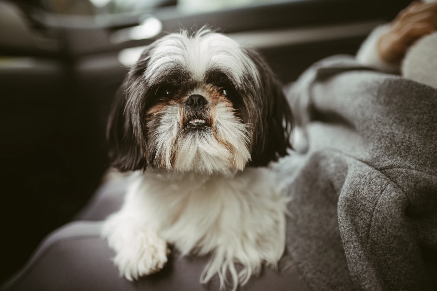 Toyota Prius Dog Carrier Car Seat for Shih Tzu