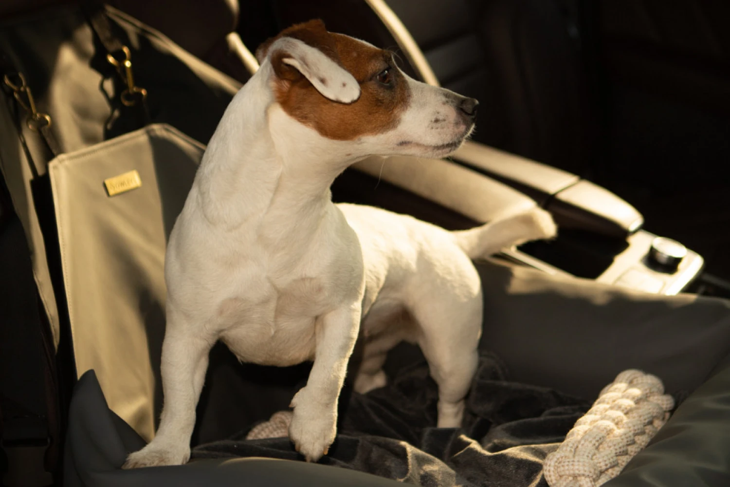 Xoloitzcuintli Dog Car Seat for Audi Q5