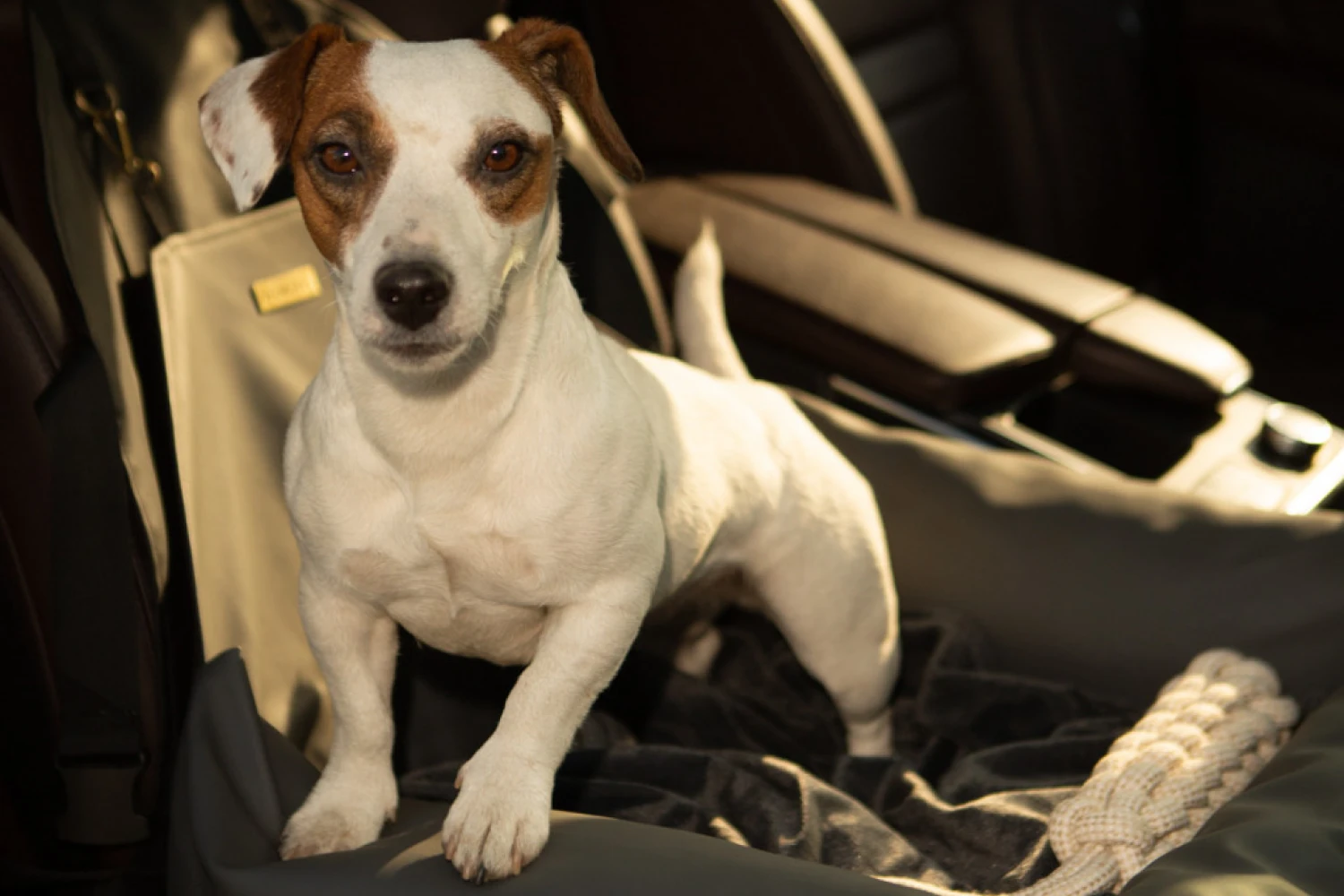 Nissan Sentra Dog Car Seat for Lagotto Romagnolo
