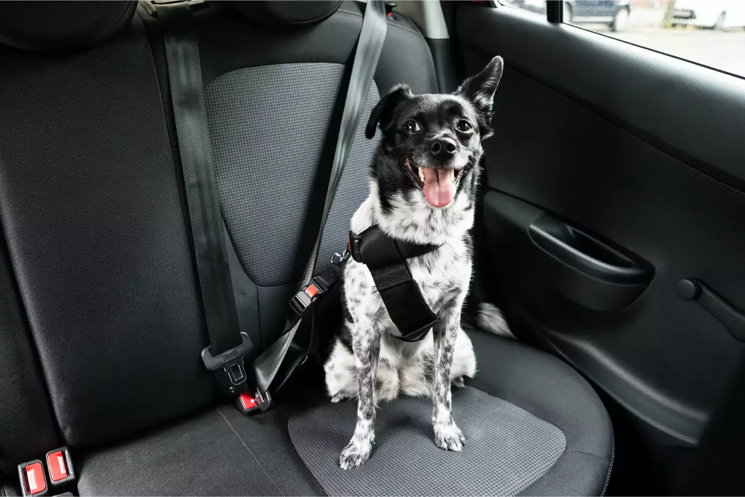 Jeep Wrangler Dog Car Seat Belt for Australian Shepherds